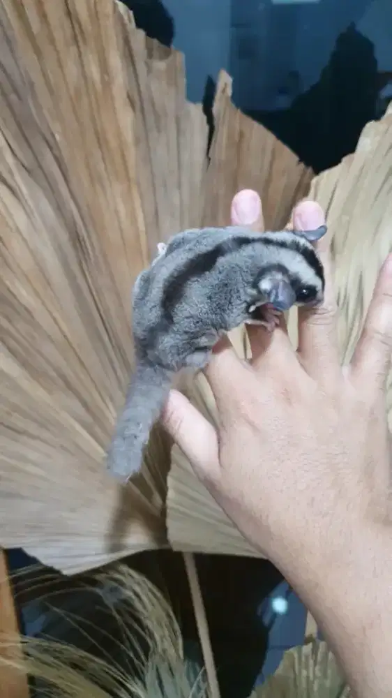 Sugarglider joy 1,5 bulan minus