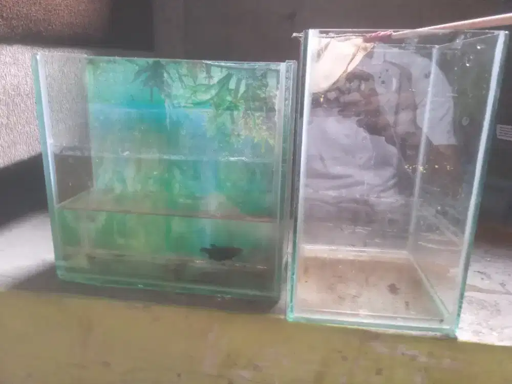 Aquarium ikan buat di kamar
