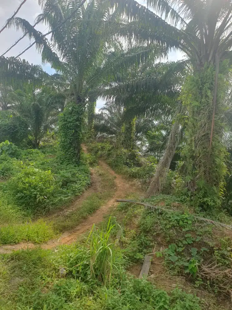 DI JUAL TANAH Komersial Di IKN, Luas 4Ha Area Sangat Startegis.