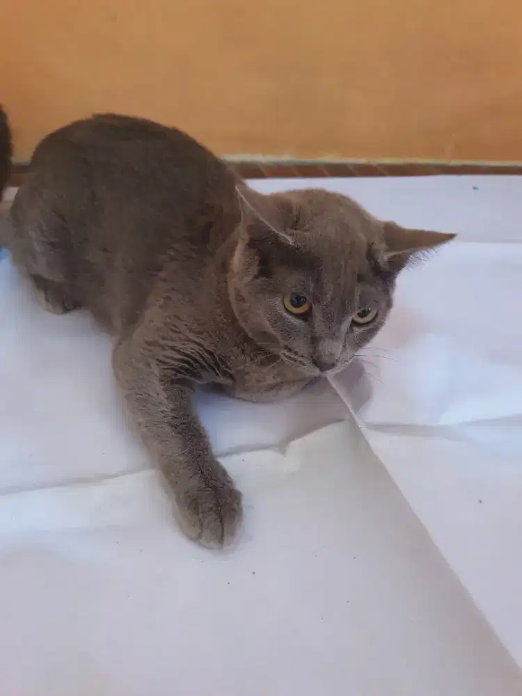 Kucing Russian Blue Betina usia 8 bln