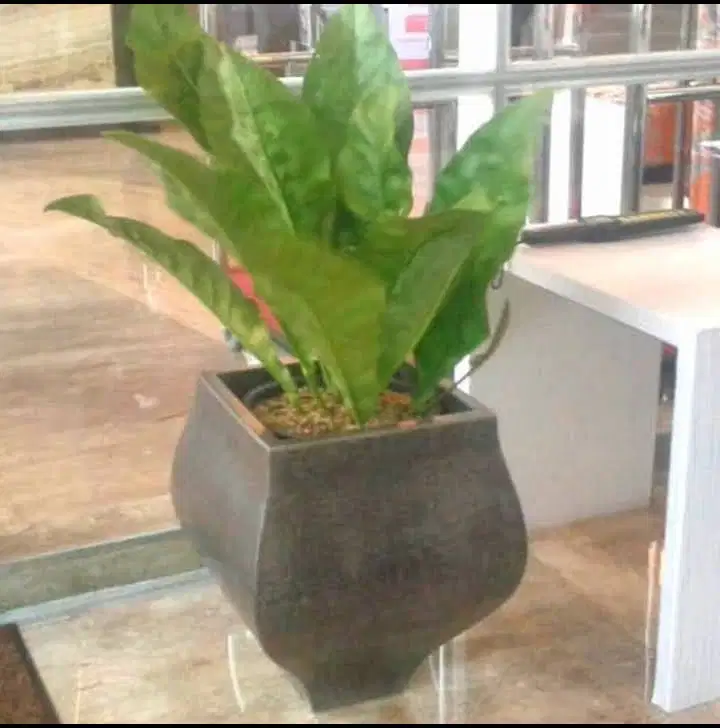 pot terrazzo outdoor tipe belimbing