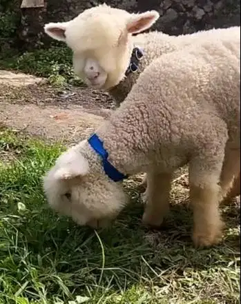 sepasang bibit cempe domba merino super 4 bulanan exotik menggemaskan