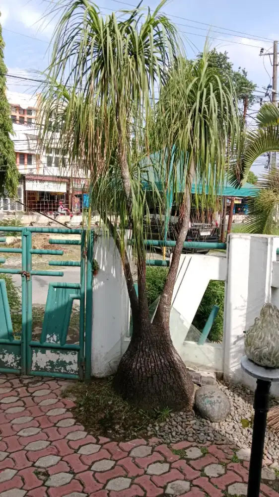 Bunga nolina  diameter +/- 80cm