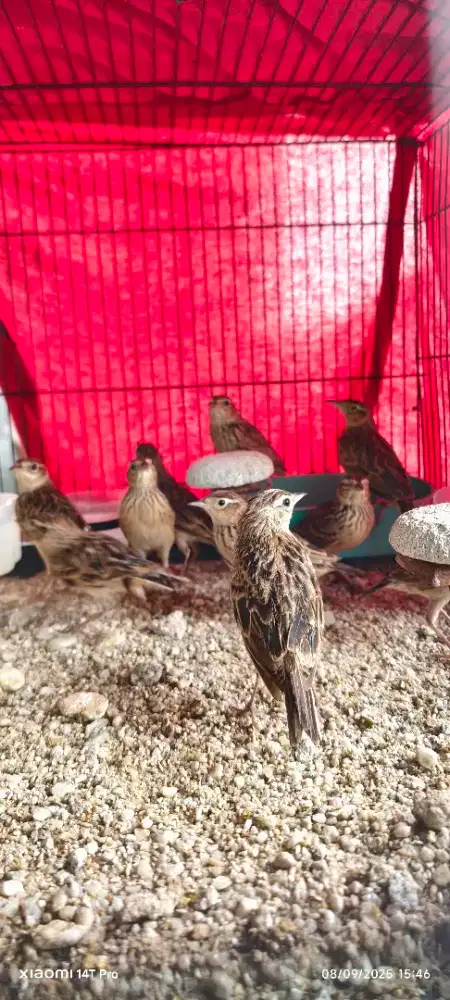 SONCA BRANJANGAN IMPORT beranjagan shonca