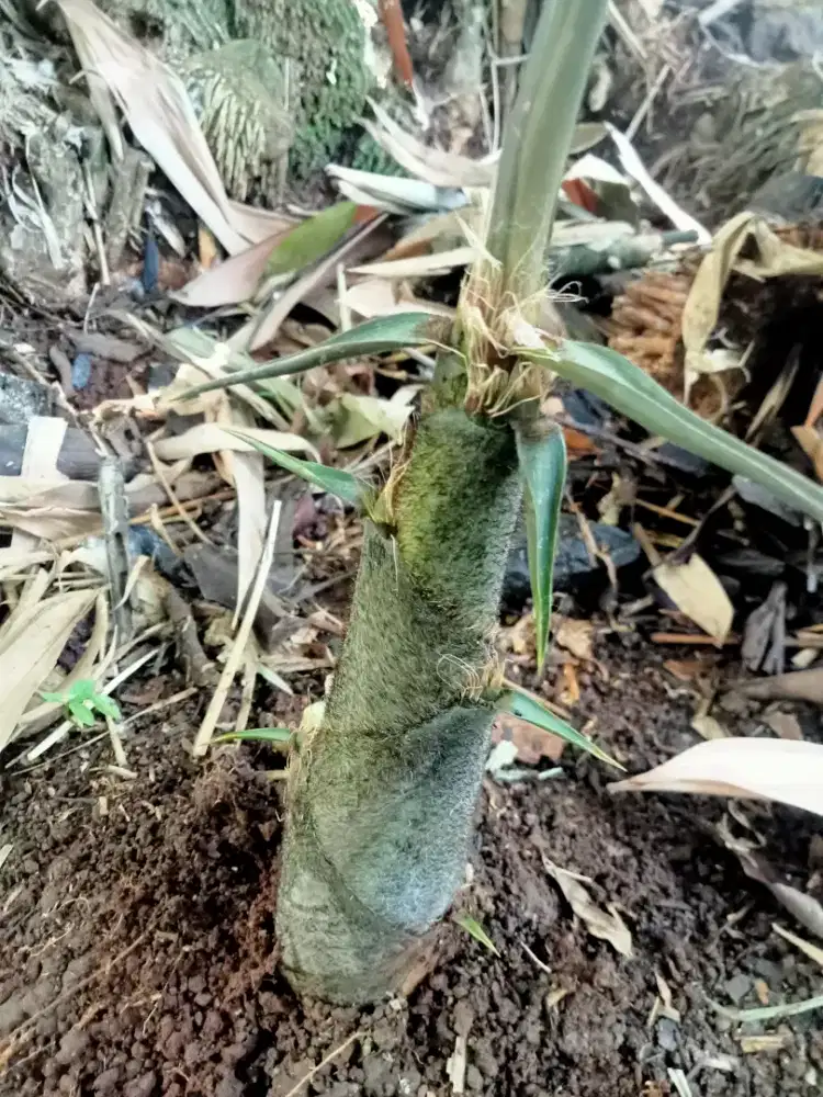 Rebung sayur bambu petung
