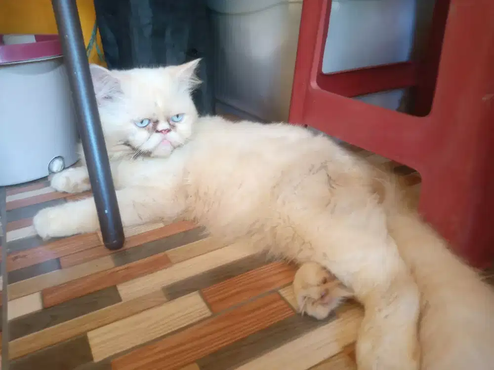 Open adob 2 kucing persia + kandang