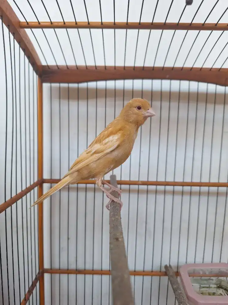 Kenari jantan paud mata merah