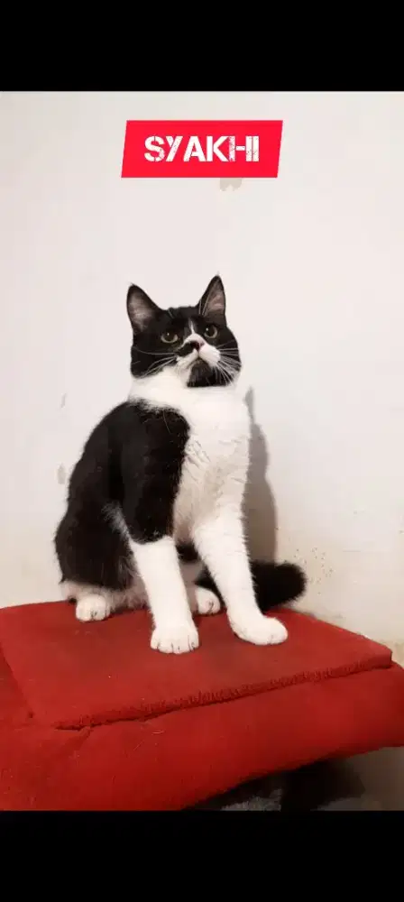 Kucing BSH mix Persian