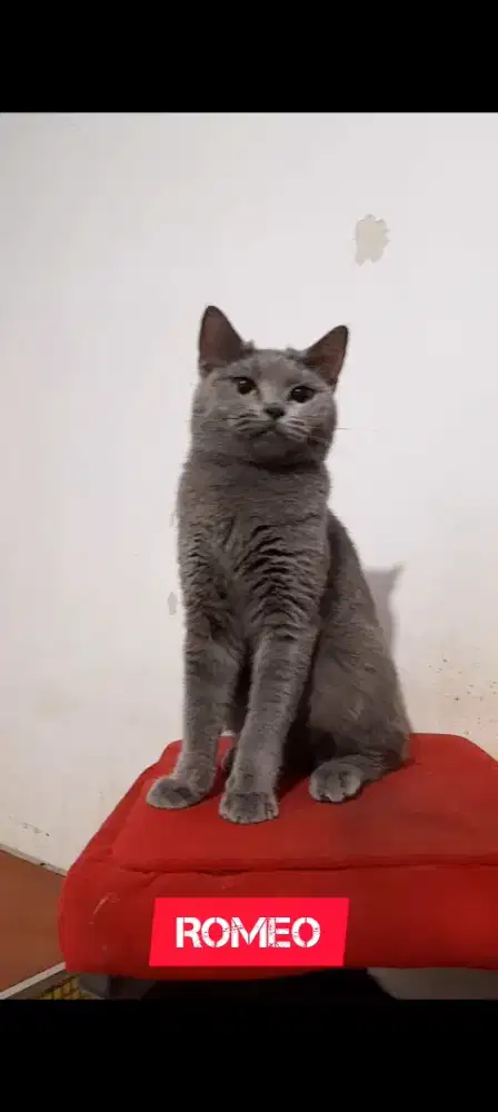 Kucing British Shorthair BSH ped