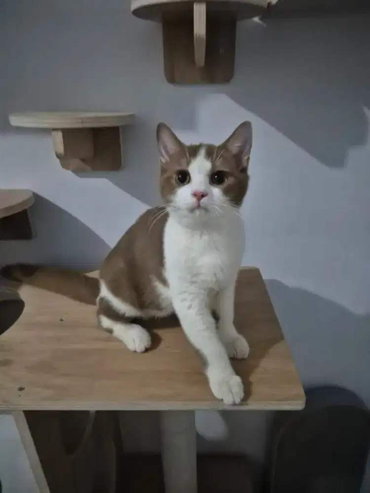 BSH Jantan Cinamon Ped WCF