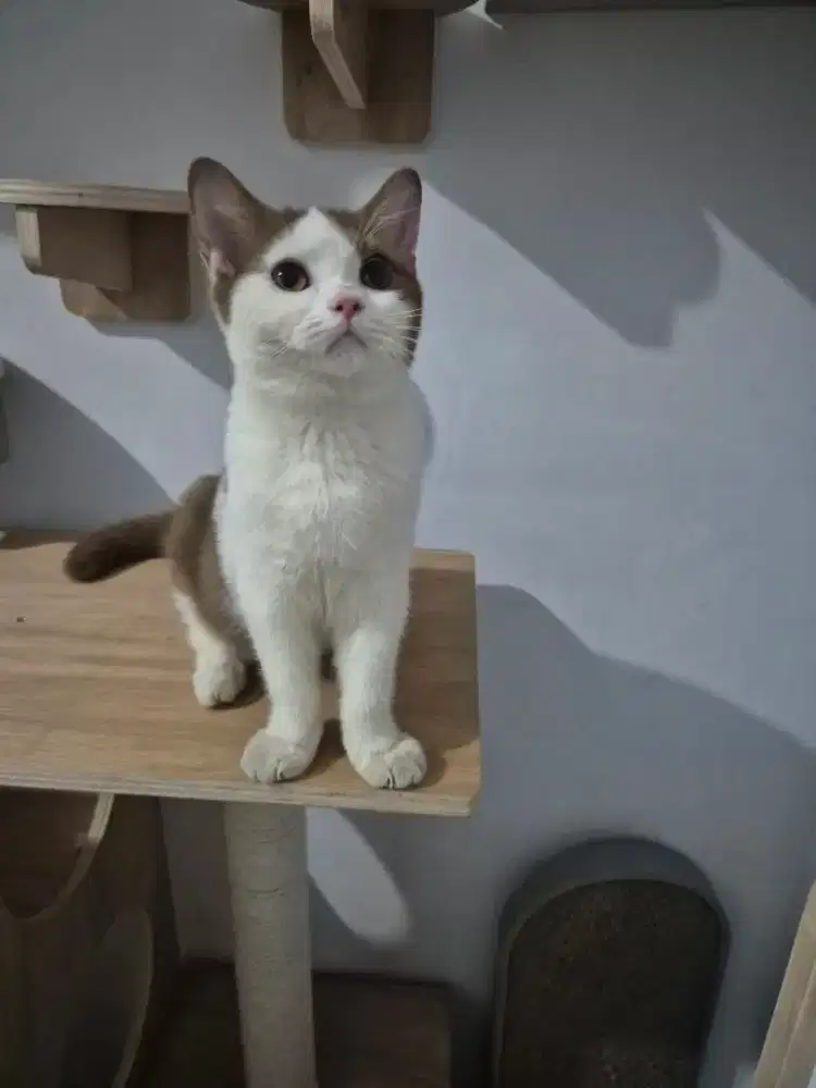 BSH cinamon jantan ped