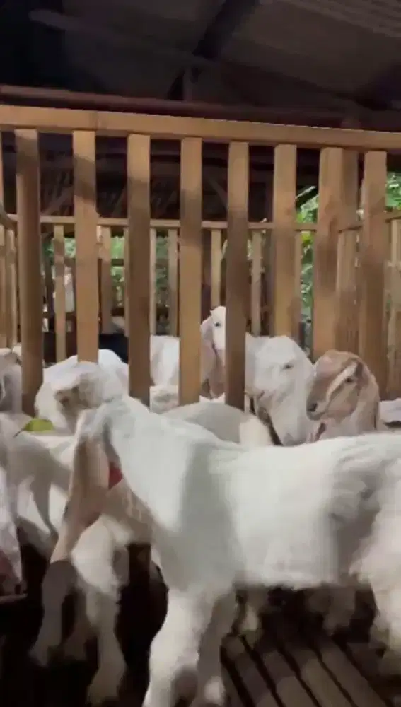 Jual kambing Dan Etawa Senduro Harga Mulai 1,8 juta sampai 5 juta