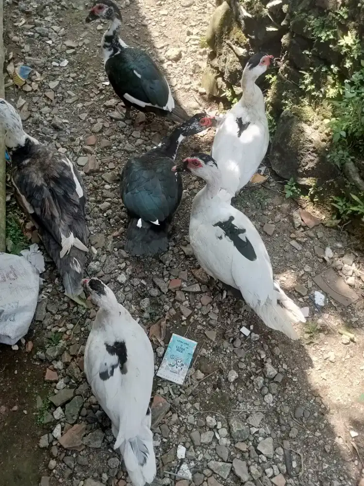 entok  .. montok montok dan sehat