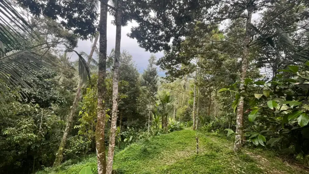 Dijual Tanah Kebun Luasan Kecil Isi Pohon Durian Di Tabanan Bali