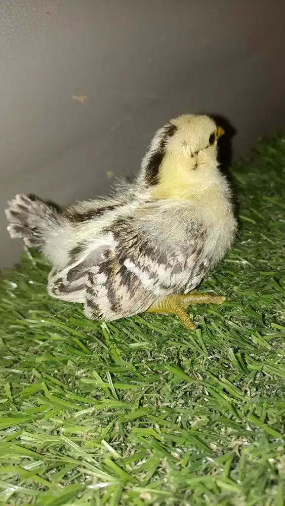 Ayam Seramah kualitas mantul