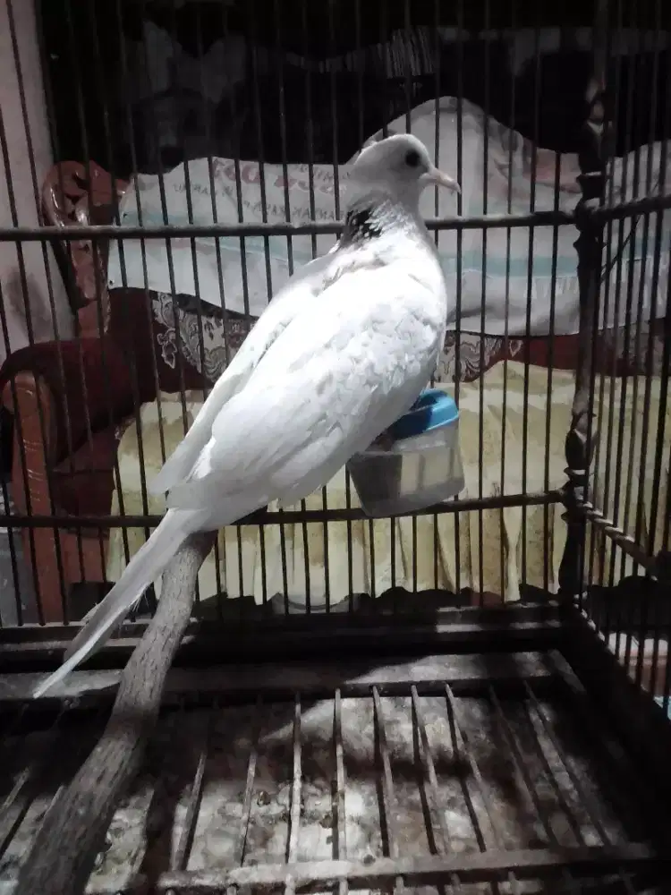 Burung tekukur putih