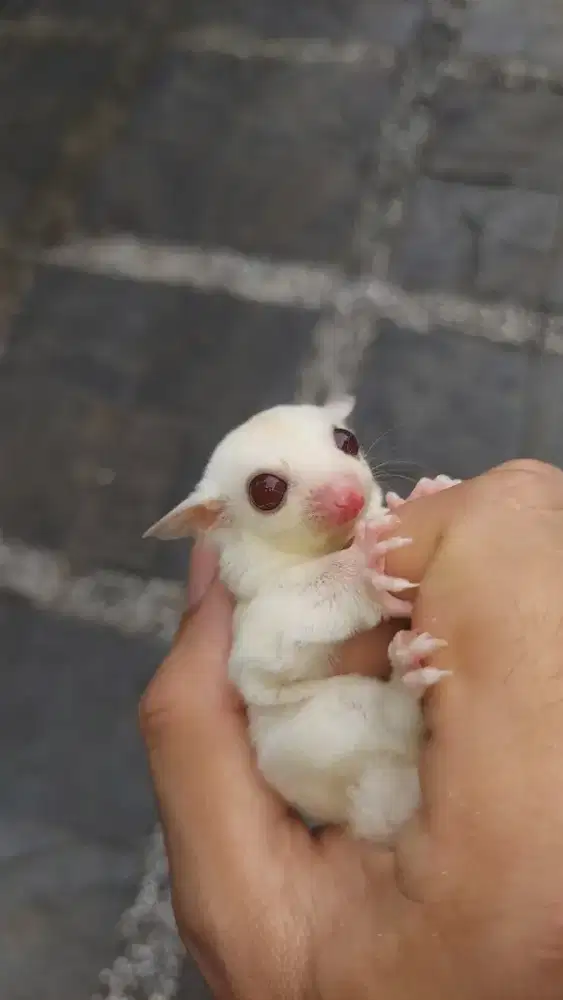 Sugar Glider White Creamino poss Ruby Leu