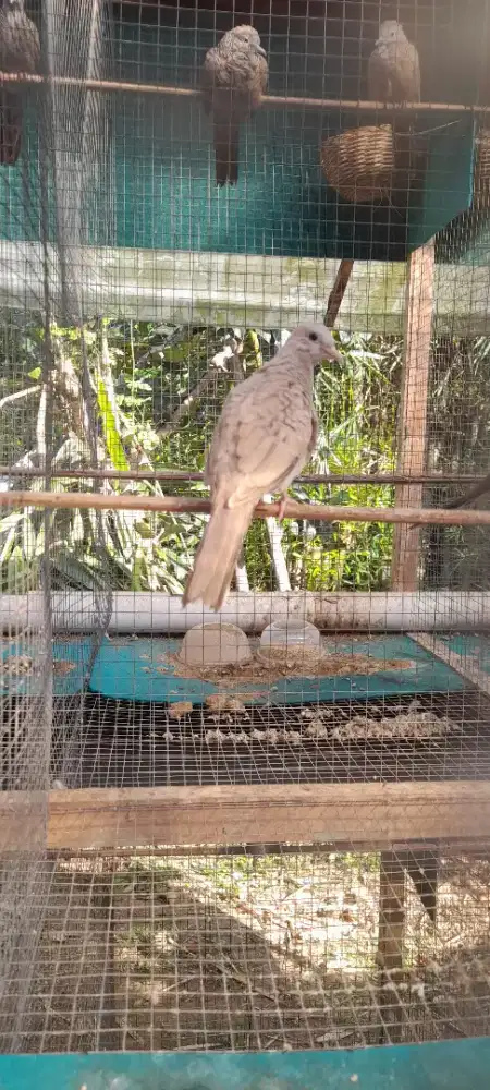 Perkutut warna silver paud kres