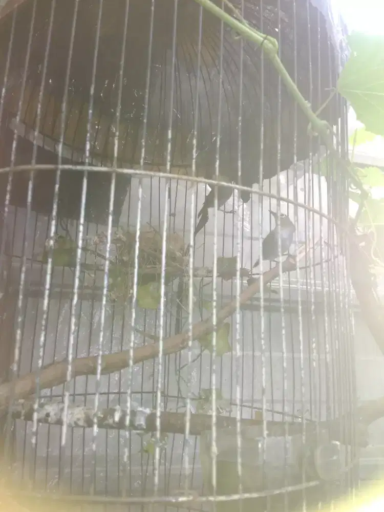 Burung pelci sepasang barter love bird