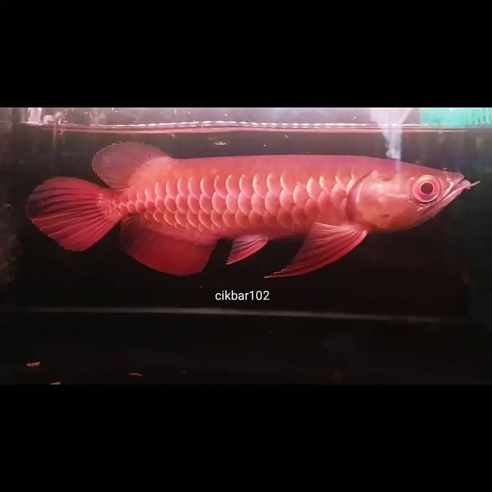 ikan arwana golden red arowana aquarium box