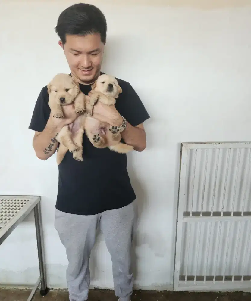 Golden Retriever 1 Bulanan Male Female Big Bone Stambum Microchip