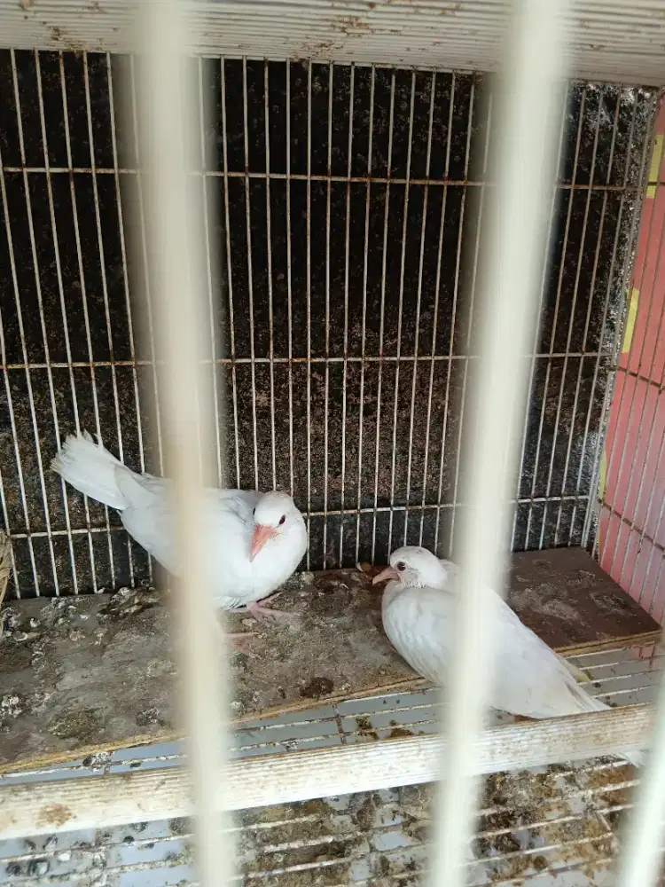 anakan puter matamerah se pasang sehat no minus .