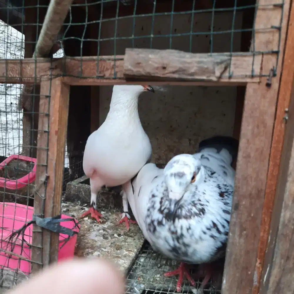 Merpati nuansa putih dan cantik, unik