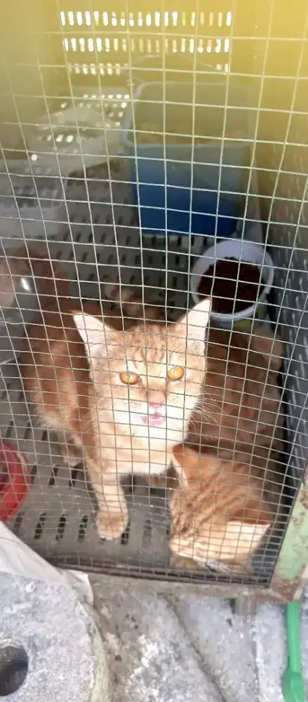 Edisi cuci kandang sepasang anggora/ Hunter dewasa pemburu tikus