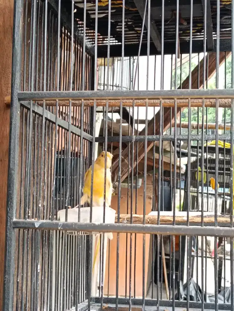 Kenari lokal/loper warna sesuai foto