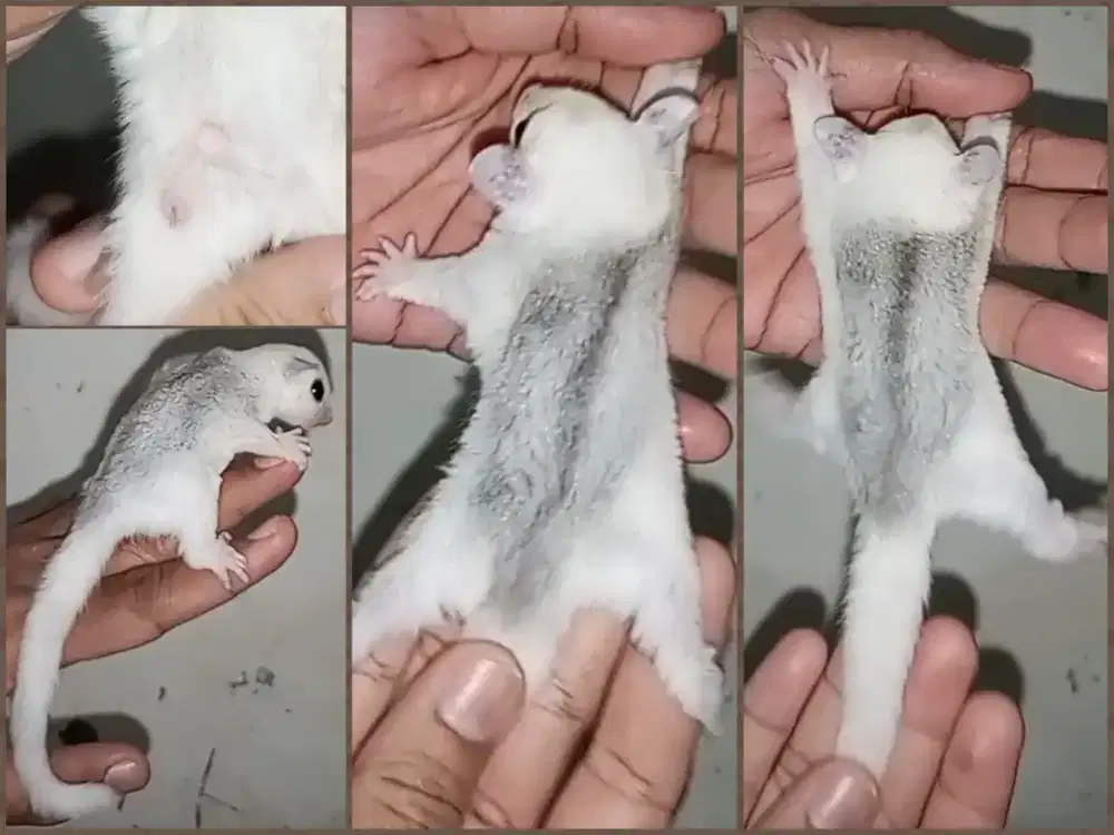 sugar glider joy platmoz jantan