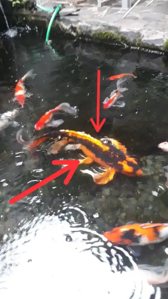 Jual Ikan Koi Slayer