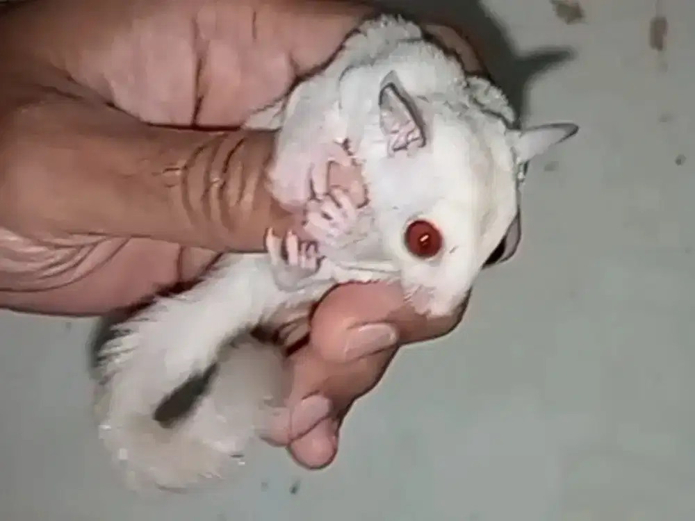 sugar glider creamino joy betina