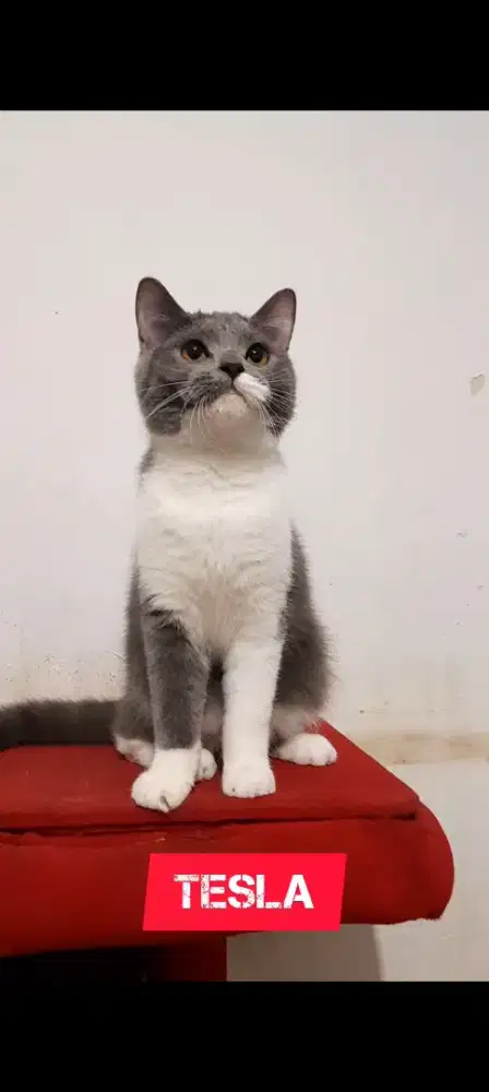 Kucing British Shorthair Bicolor