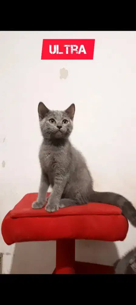 Anak kucing British Shorthair