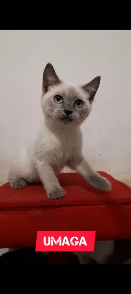 Anak Kucing BSH Himalaya