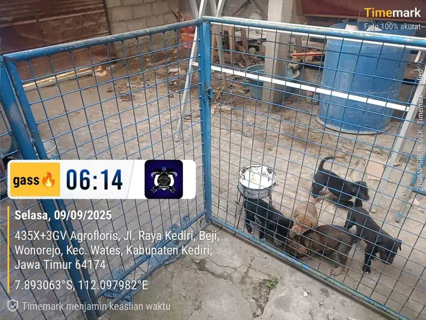 open adopsi nego monggo