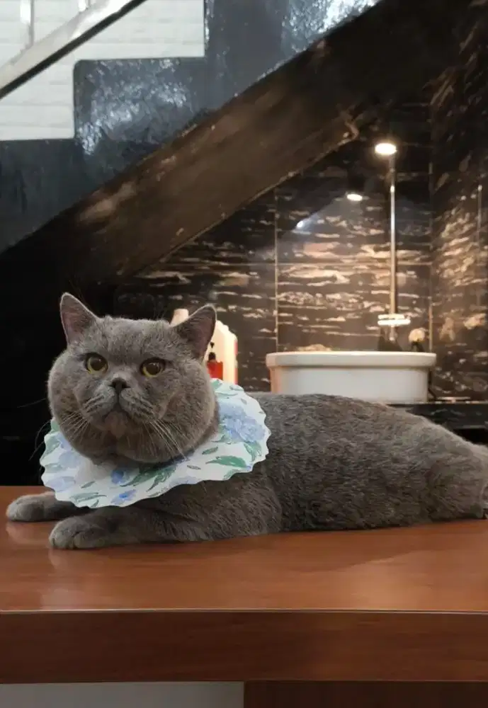 Britishshorthair (BSH)