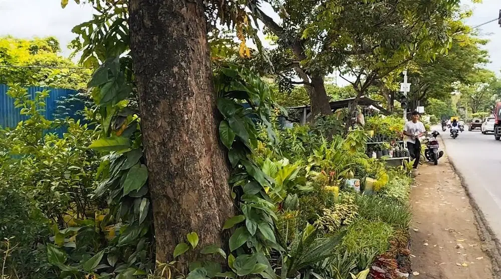 Tanah Luas di Jalan Patal-PUSRI Palembang Cocok untuk Ruko