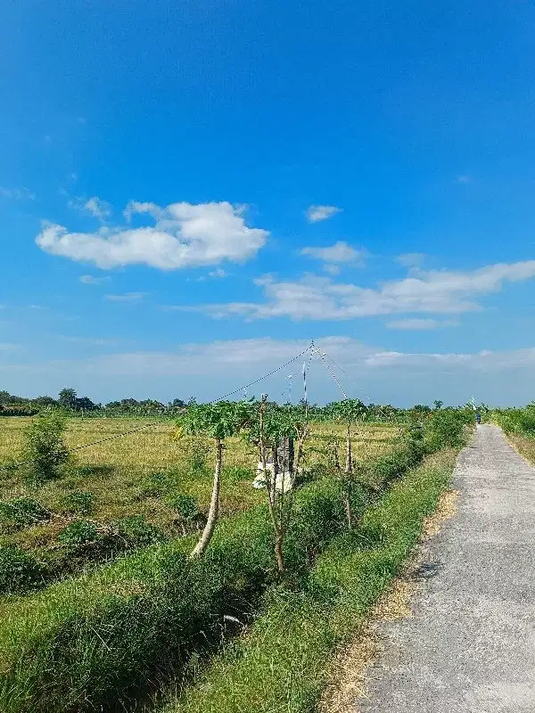 Sale premium free hold land tanah premium SHM Kalisada Buleleng Bali