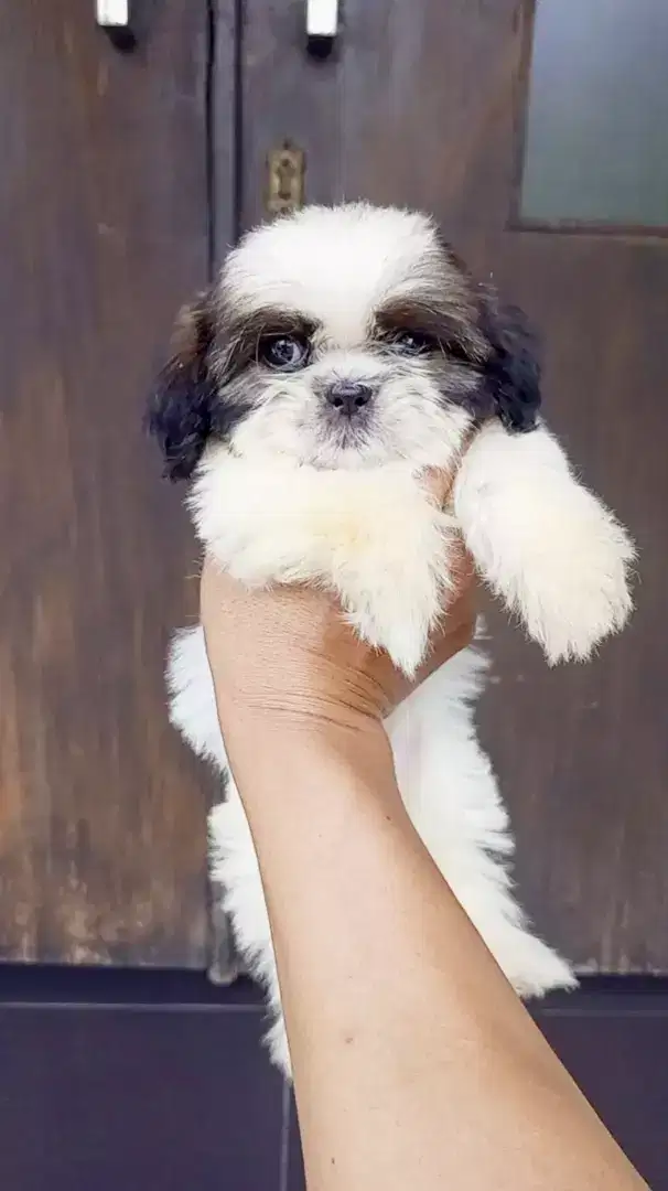 ANAK ANJING SHIHTZU / PUPPY