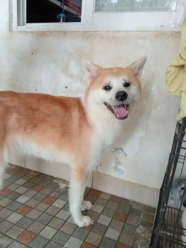 Akita betina jepang Hachiko cantik
