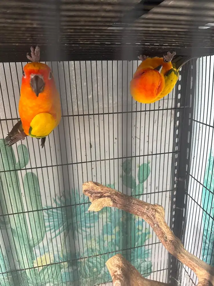 Sunconure High Yellow