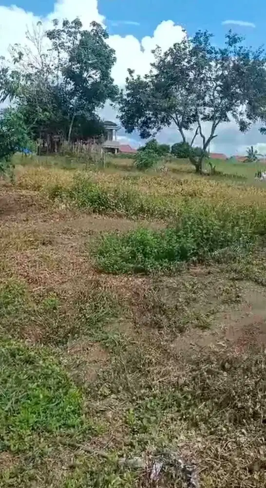 Dijual cepat Tanah di Pasir Putih Strategis dekat dengan jalan raya