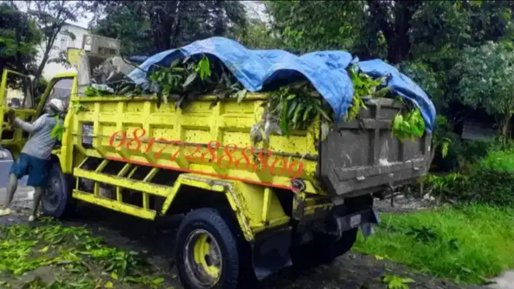 puing ranting pohon jogja