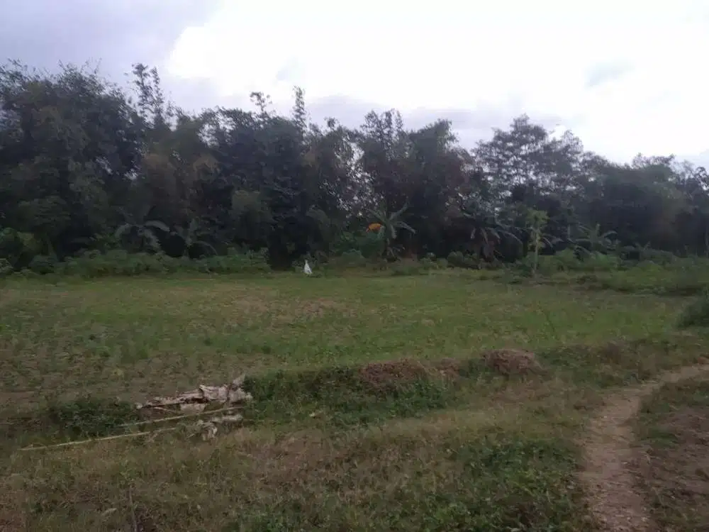 Tanah Tegalan Luas dekat Bandara Notohadinegoro