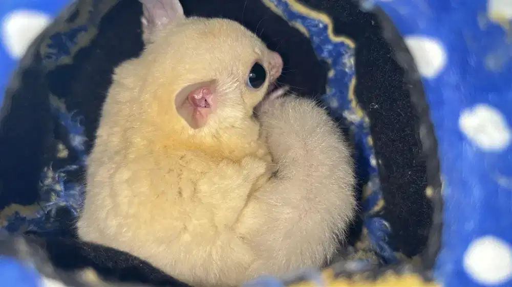 Sugar Glider Semarang Leucistic