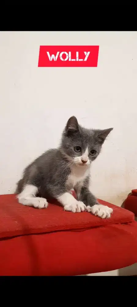 Anak kucing BSH Bicolor