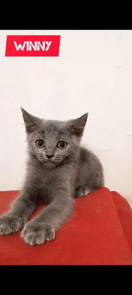 Anak Kucing British Shorthair BSH