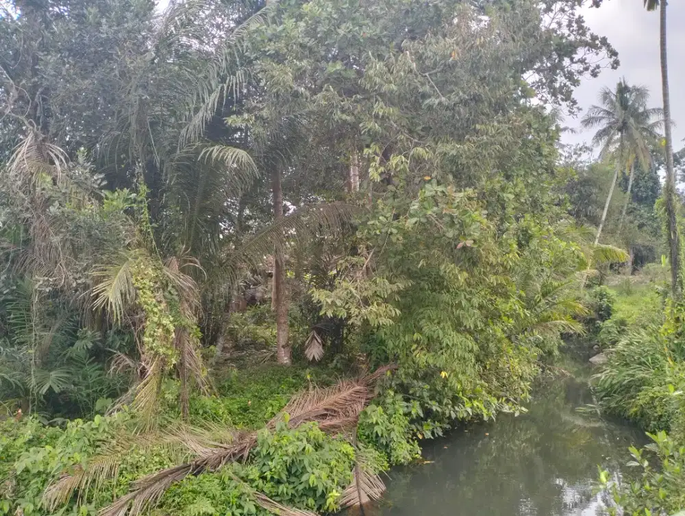 Disewakan tanah pinggir sungai masih asri jl palagan km 14 Donoharjo