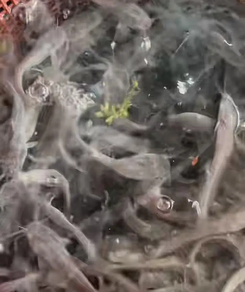 Bibit Lele per 100ekor